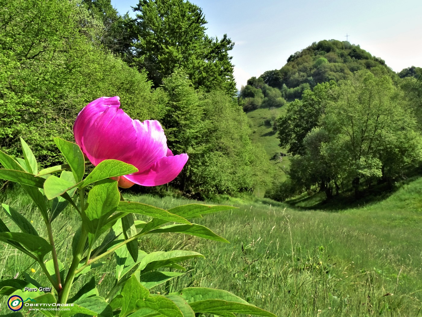 33  Peonia officinalis (Peonia selvatica) in piena fioritura con vista sul Monte Zucco.JPG